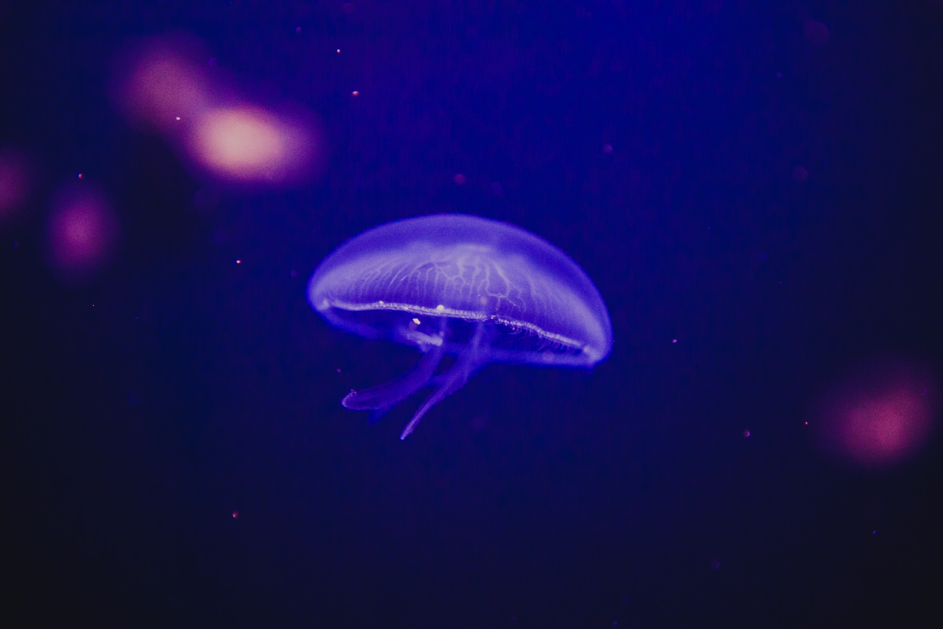 Glowing jellyfish in deep blue water