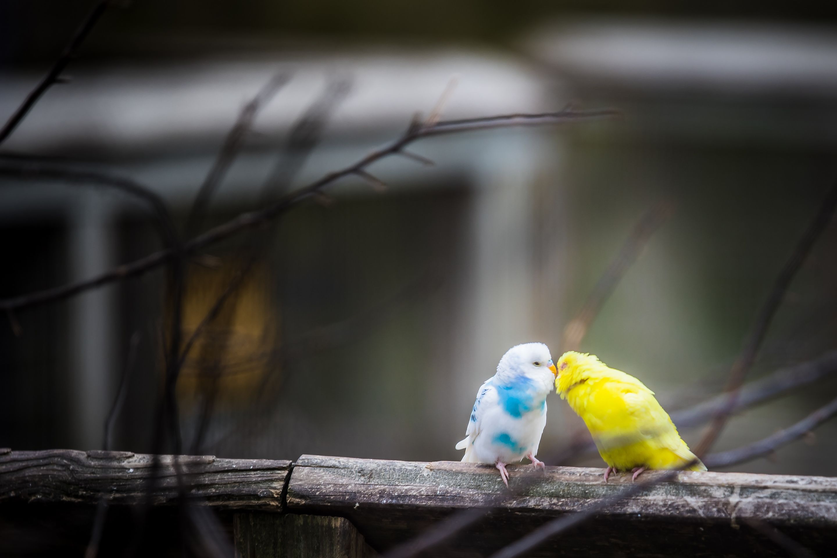 Two budgies on a branch