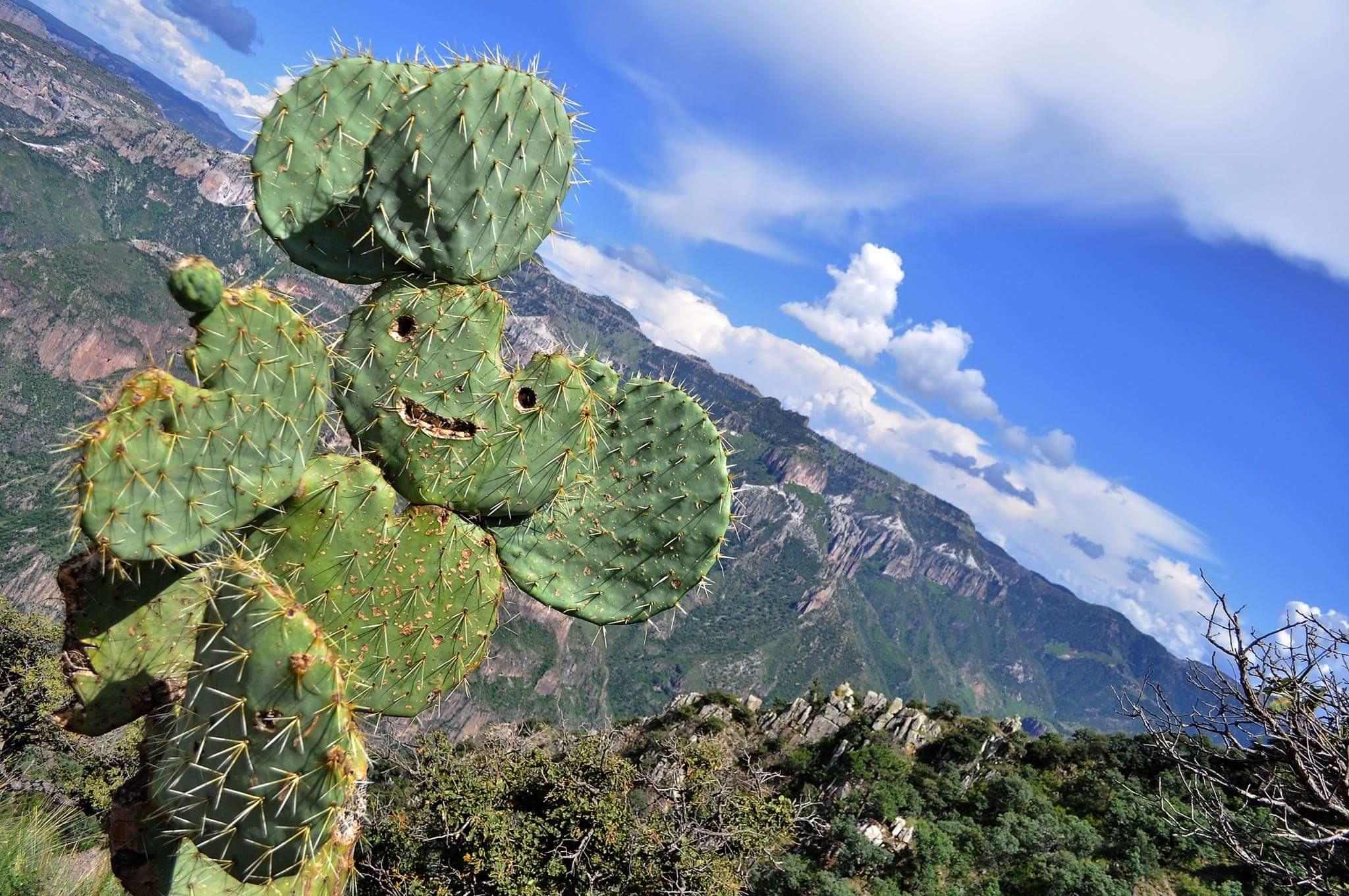 Cactus in desert light