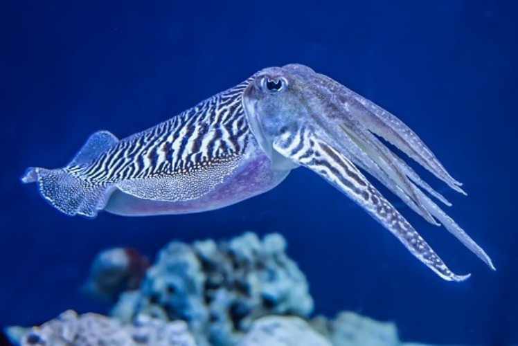 Cuttlefish swimming