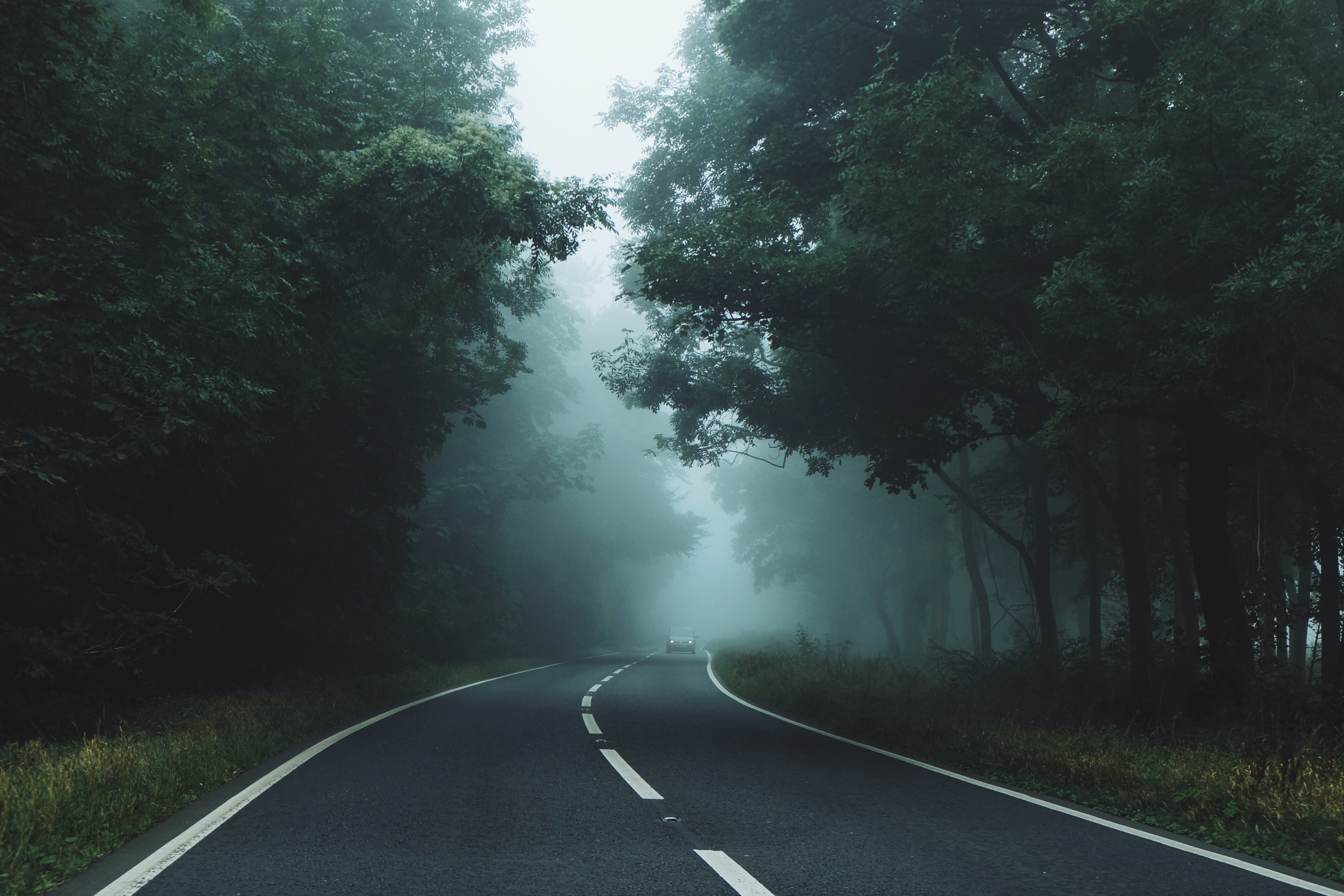 Foggy road through a dark tree-canopied forest