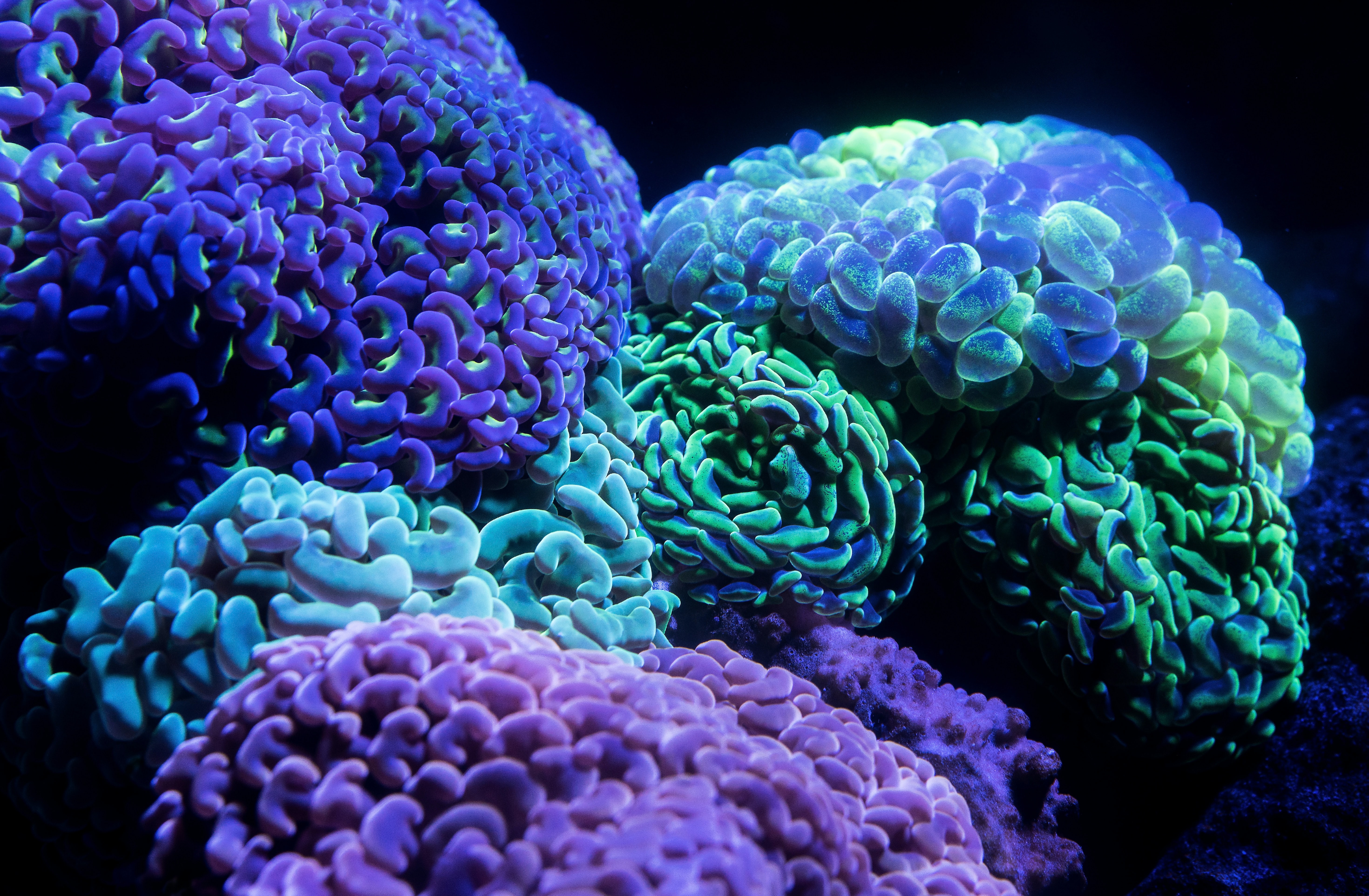 Fluorescent coral in ultraviolet light
