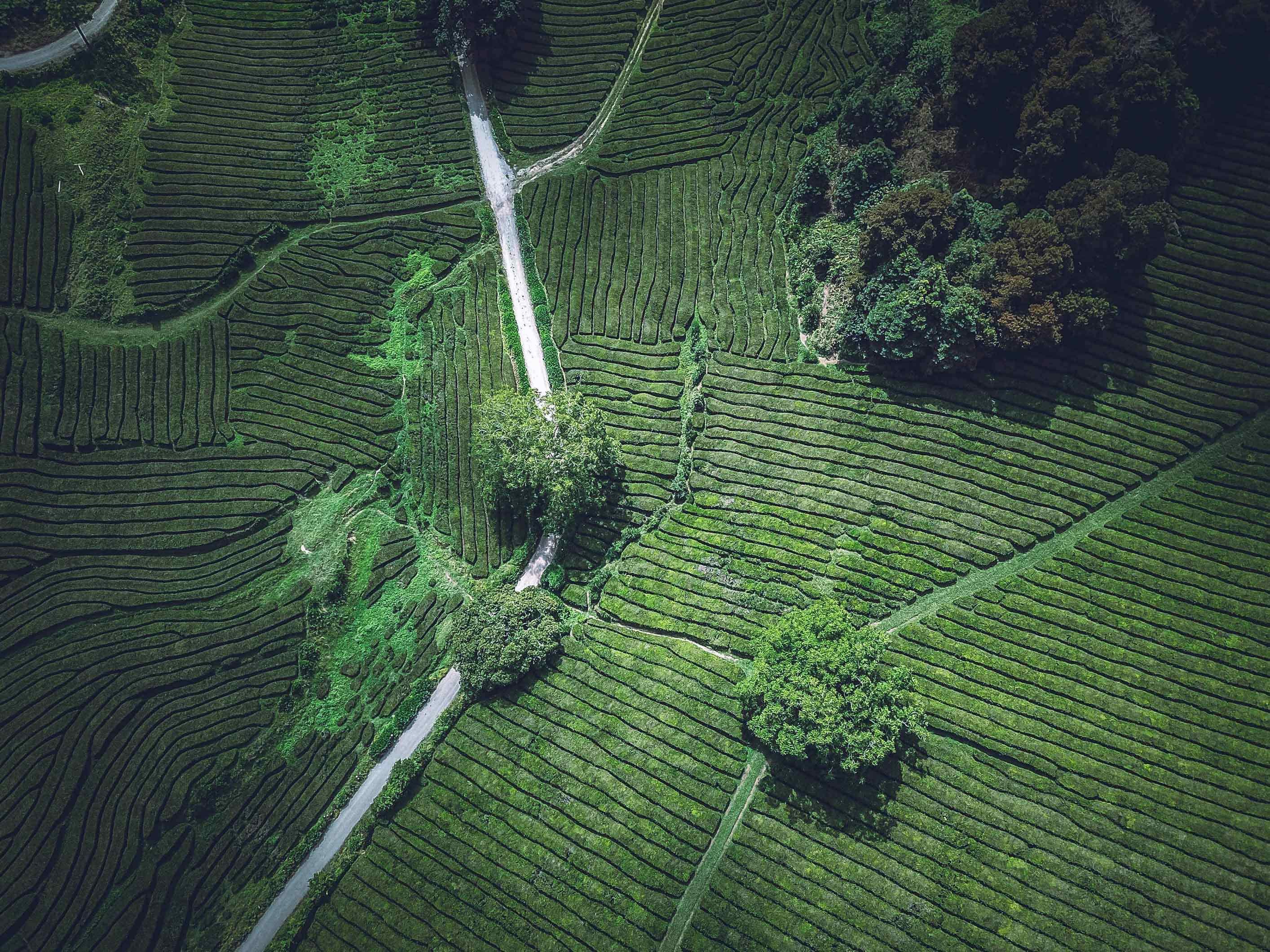 Aerial view of terraced tea fields and winding paths