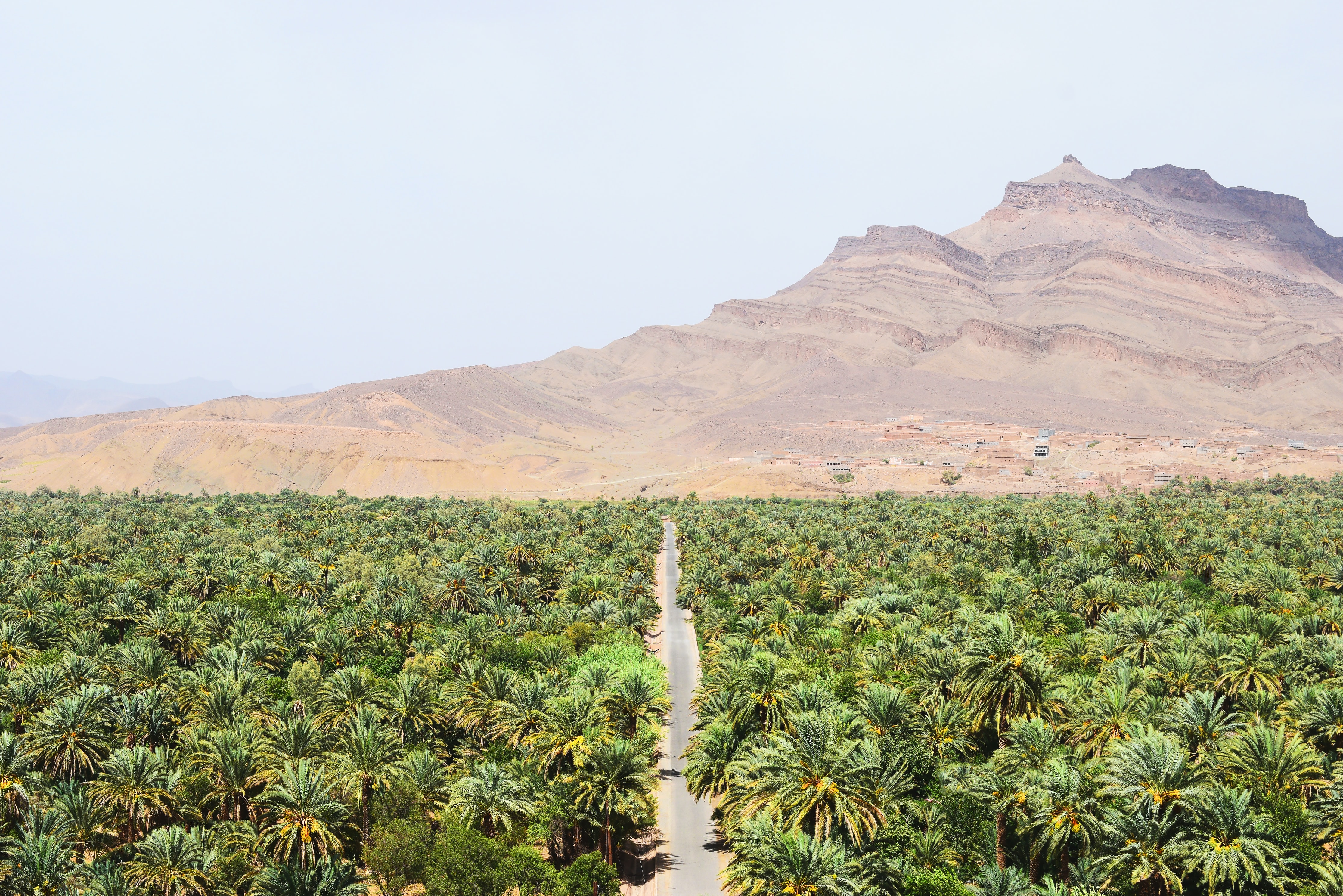 Road through a palm oasis toward a desert mountain