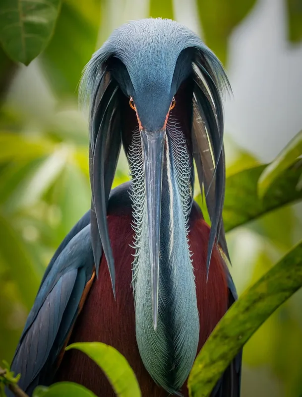 Front-facing portrait of an Agami heron standing still in a Costa Rican swamp, long dark bill pointing straight down between maroon breast feathers and draping slate-blue crest plumes