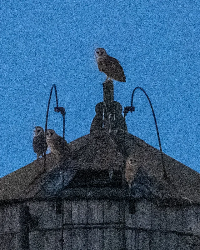 Barn owls perched on a wooden water tower at dusk