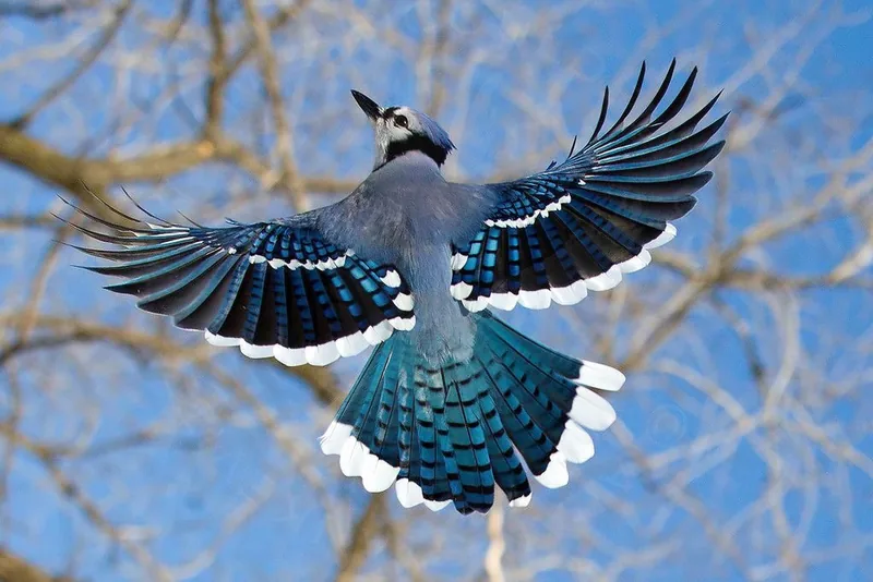 Overhead view of a blue jay in mid-flight with its blue, black and white barred wings and tail feathers fully spread