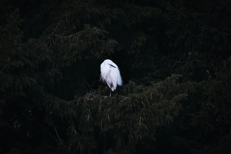 White egret perched on a branch in dark evergreen foliage