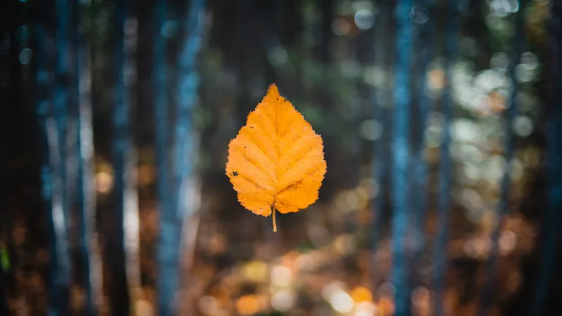 Close-up of a leaf with water droplets