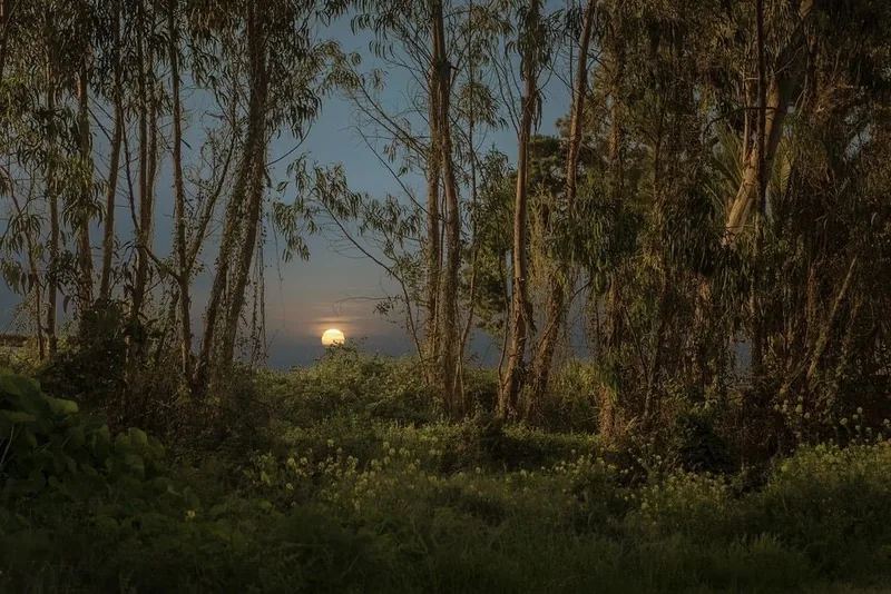 A glowing orb low over a treeline at dusk