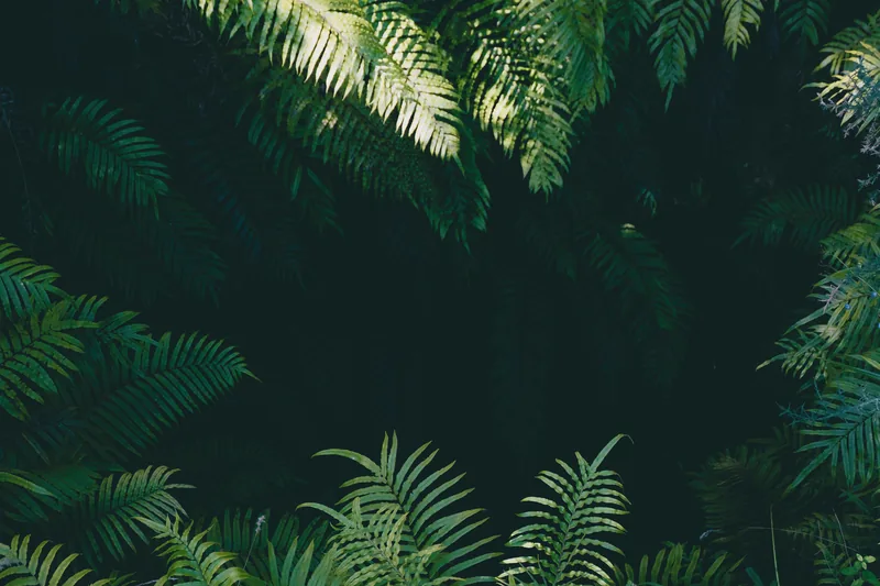 Fern canopy framing deep jungle darkness