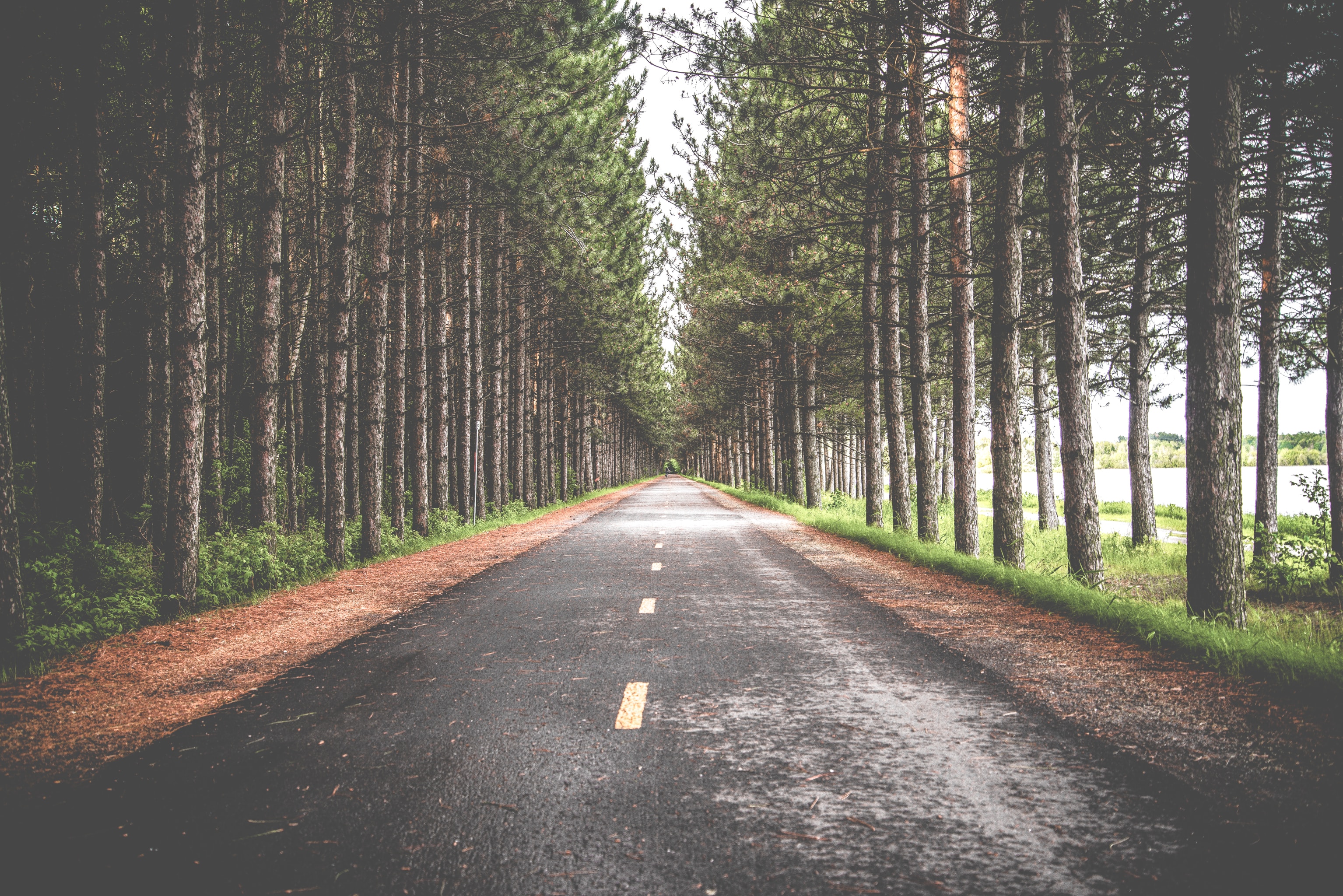 Road disappearing into a tunnel of tall pine trees