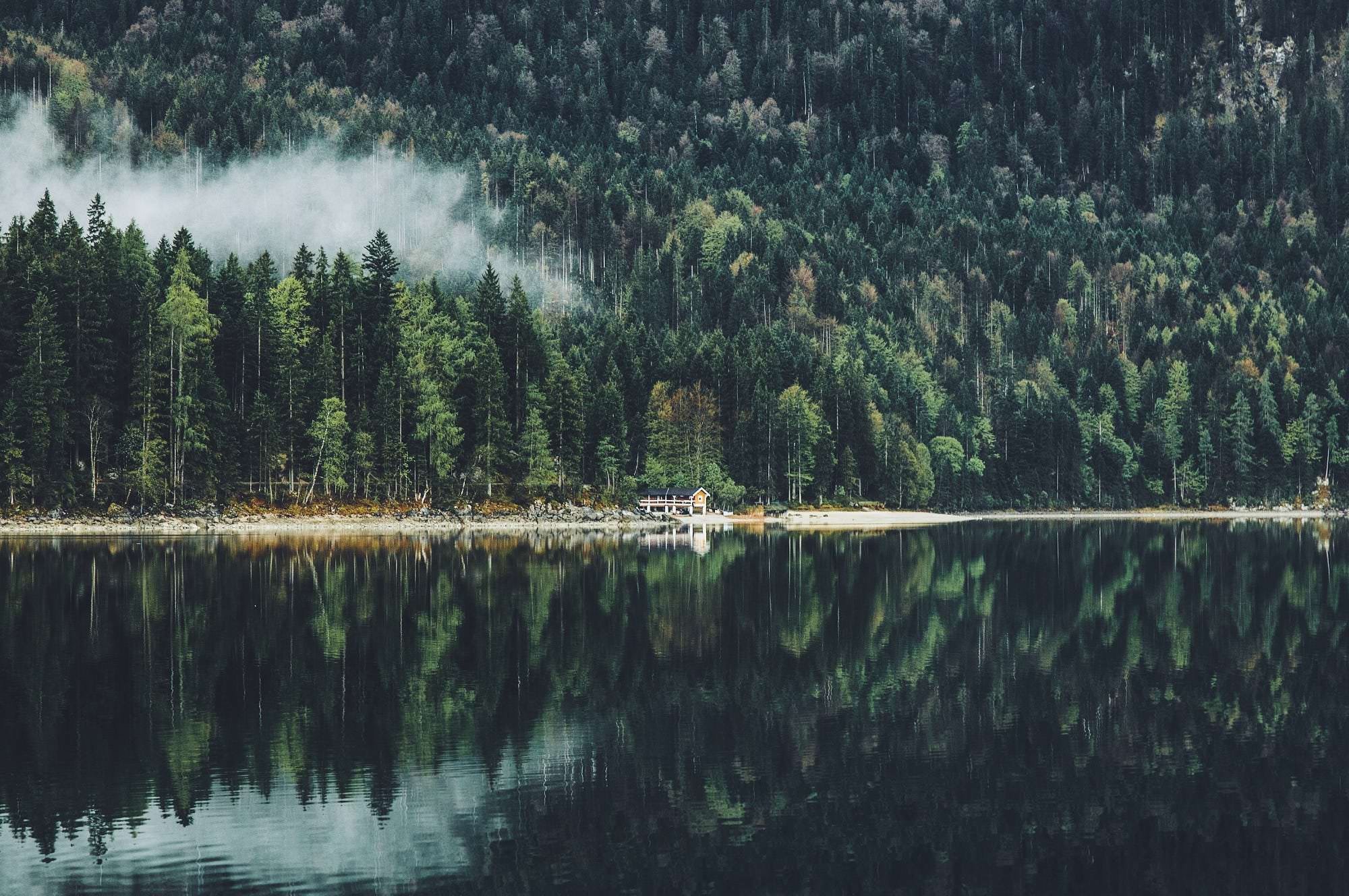 Sunlight streaming through a dense forest
