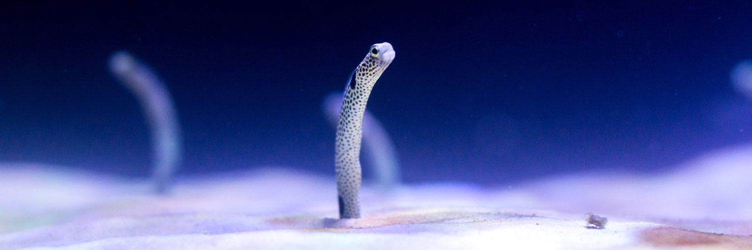 Garden eel peeking up from the sand